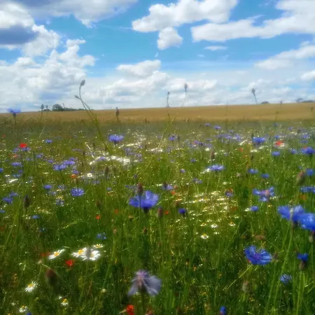 Дом отдыха Fischstuebchen Neeberg 6 - Seeadler Krummin