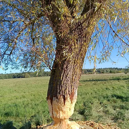 Fischstuebchen Neeberg 6 - Seeadler Krummin