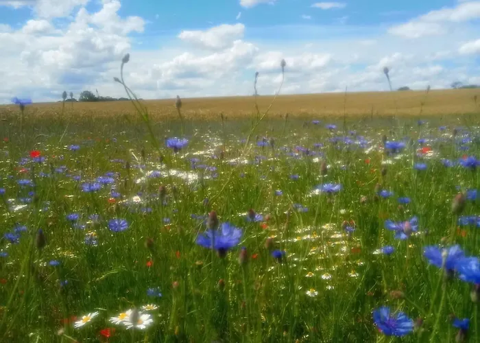 Dom wakacyjny Fischstuebchen Neeberg 6 - Seeadler Krummin