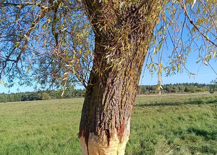Fischstuebchen Neeberg 6 - Seeadler Krummin